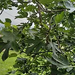 Country House Roman Landhuis Doboj